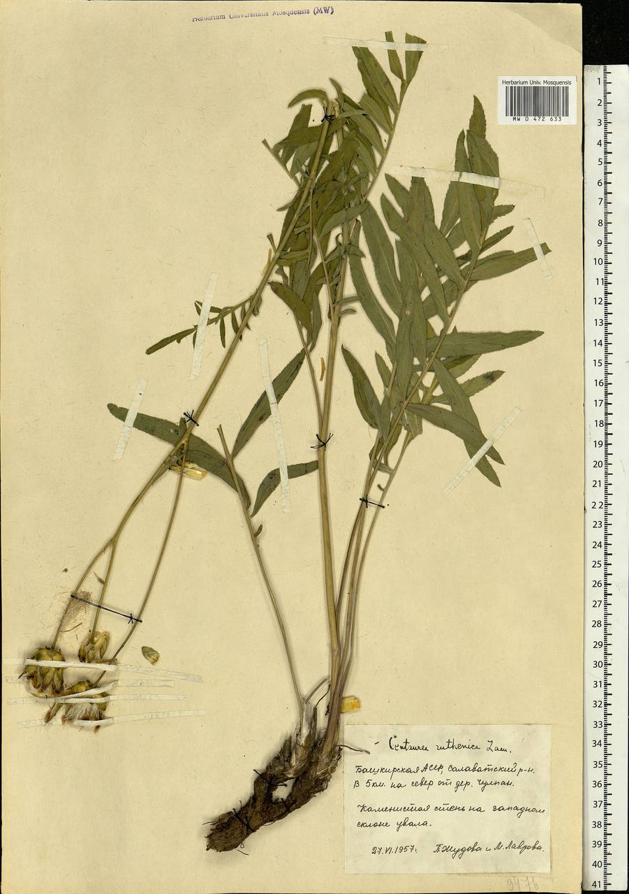 Rhaponticoides ruthenica (Lam.) M. V. Agab. & Greuter, Eastern Europe, Eastern region (E10) (Russia)