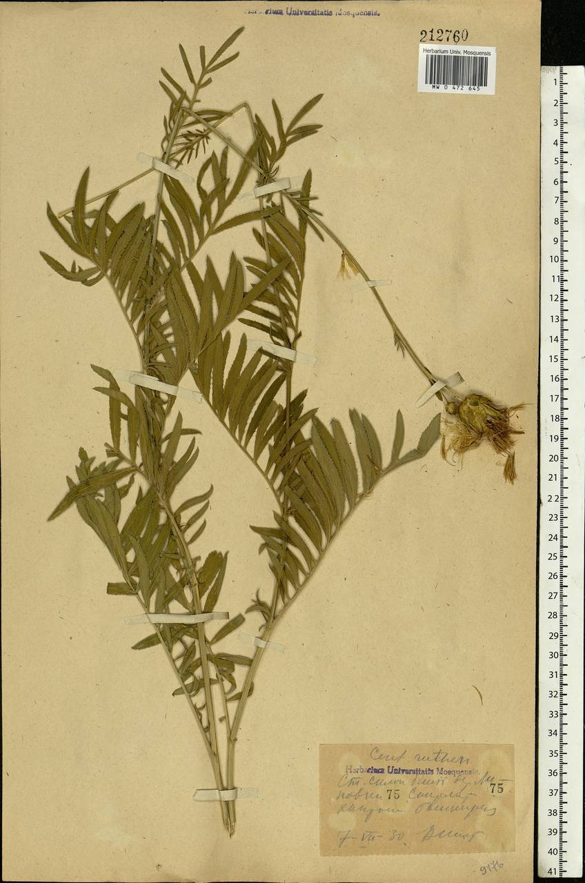 Rhaponticoides ruthenica (Lam.) M. V. Agab. & Greuter, Eastern Europe, Eastern region (E10) (Russia)