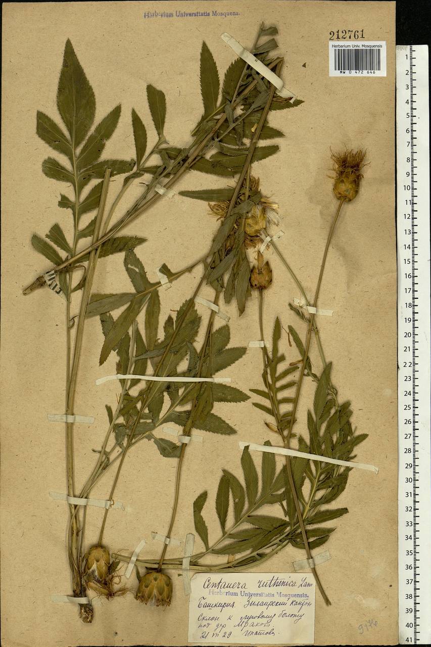 Rhaponticoides ruthenica (Lam.) M. V. Agab. & Greuter, Eastern Europe, Eastern region (E10) (Russia)