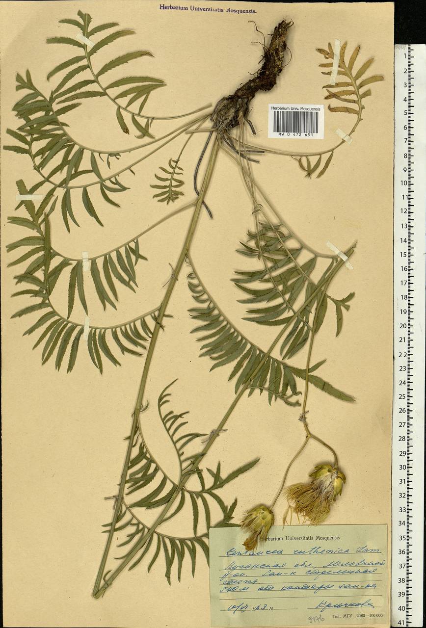 Rhaponticoides ruthenica (Lam.) M. V. Agab. & Greuter, Eastern Europe, North Ukrainian region (E11) (Ukraine)