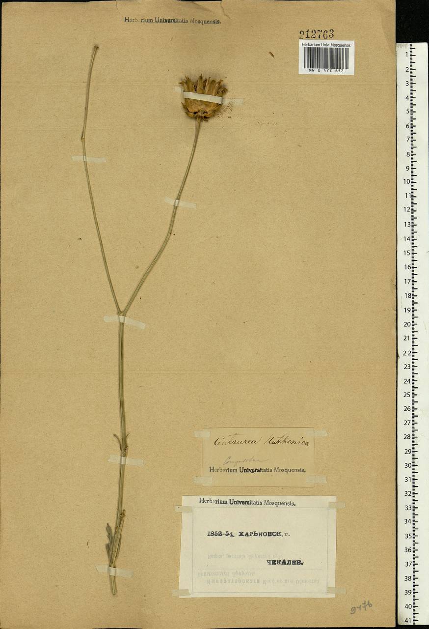 Rhaponticoides ruthenica (Lam.) M. V. Agab. & Greuter, Eastern Europe, North Ukrainian region (E11) (Ukraine)