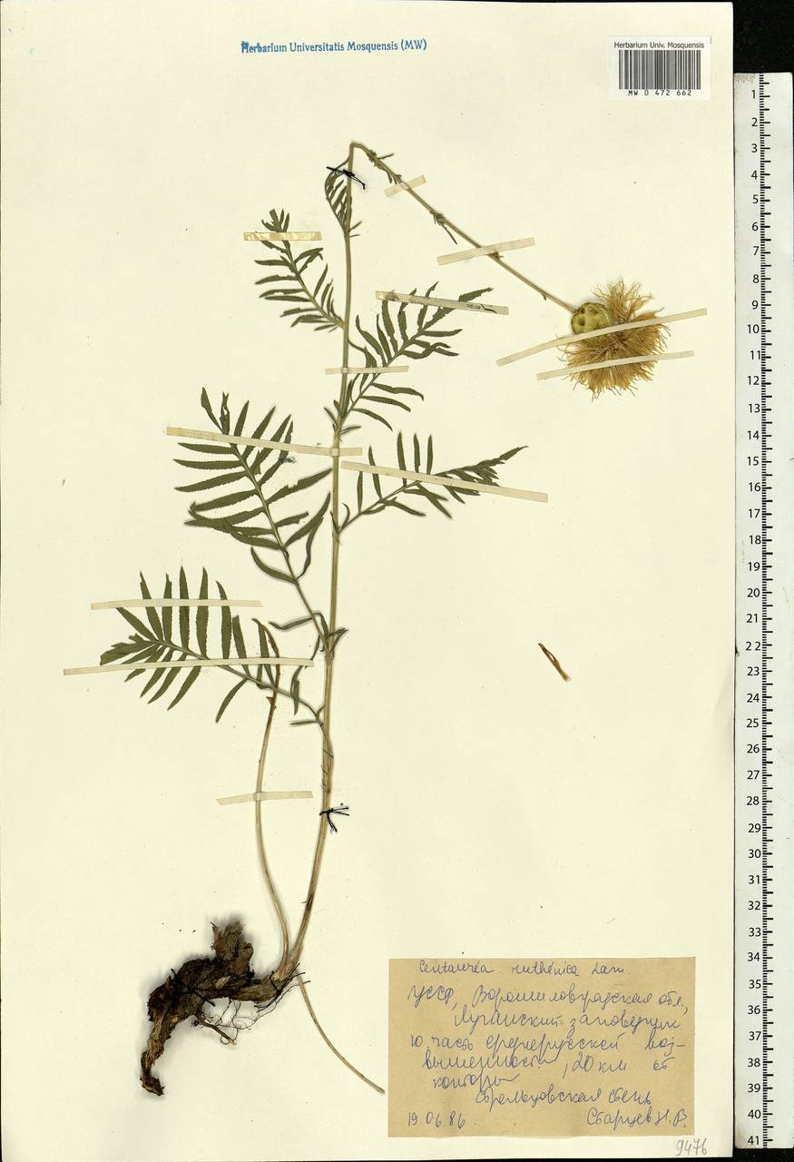 Rhaponticoides ruthenica (Lam.) M. V. Agab. & Greuter, Eastern Europe, North Ukrainian region (E11) (Ukraine)