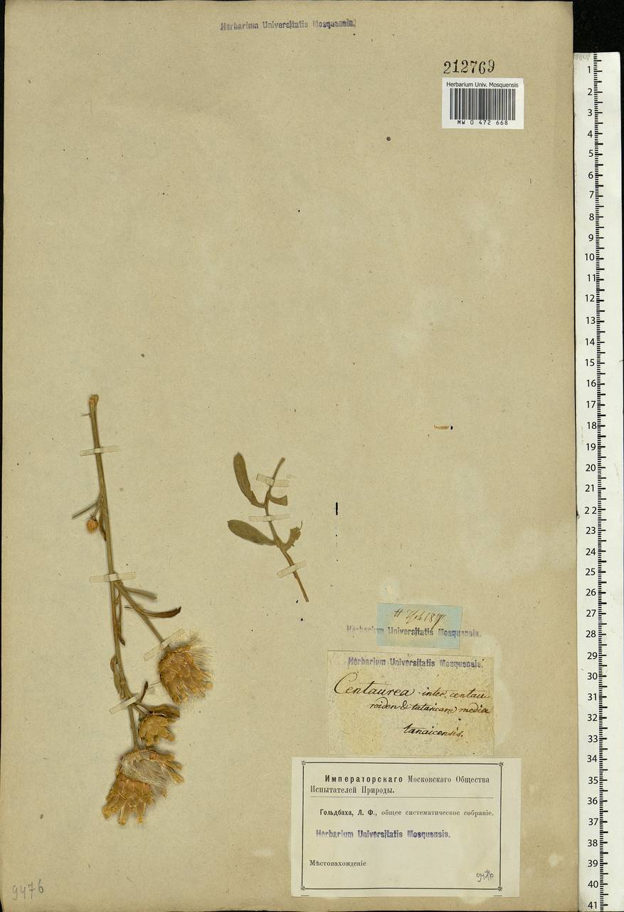 Rhaponticoides ruthenica (Lam.) M. V. Agab. & Greuter, Eastern Europe, Rostov Oblast (E12a) (Russia)
