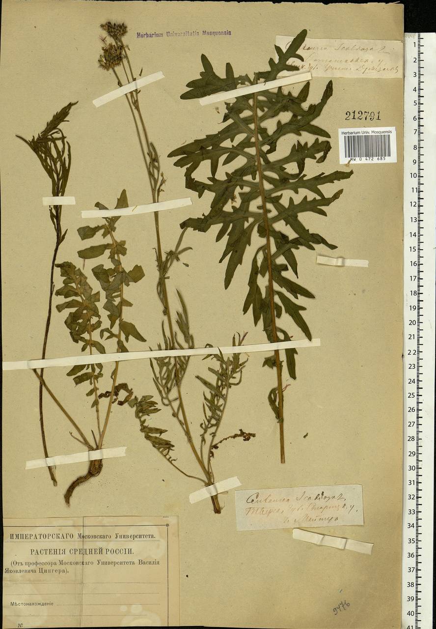 Centaurea scabiosa L., Eastern Europe, North-Western region (E2) (Russia)