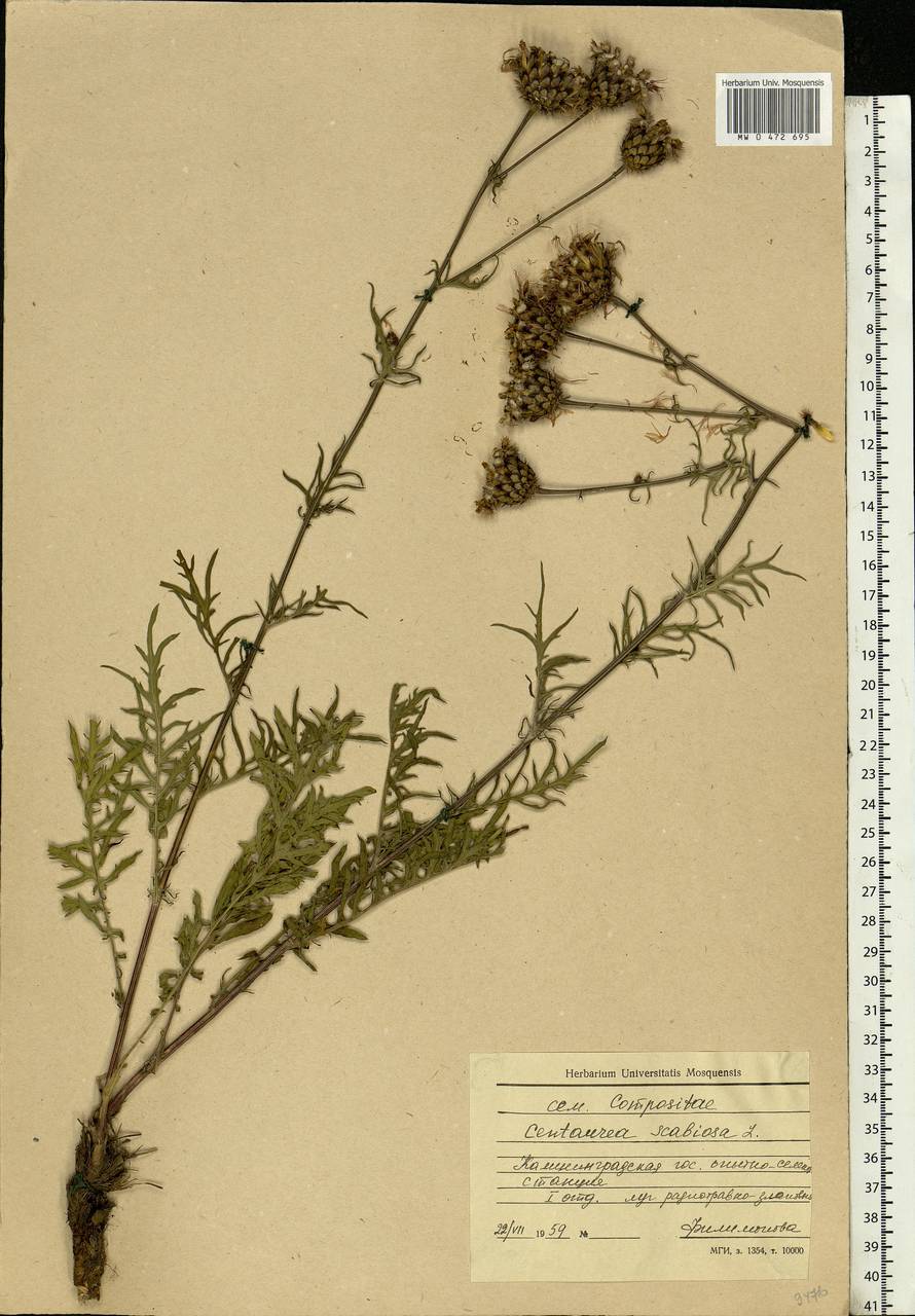 Centaurea scabiosa L., Eastern Europe, North-Western region (E2) (Russia)
