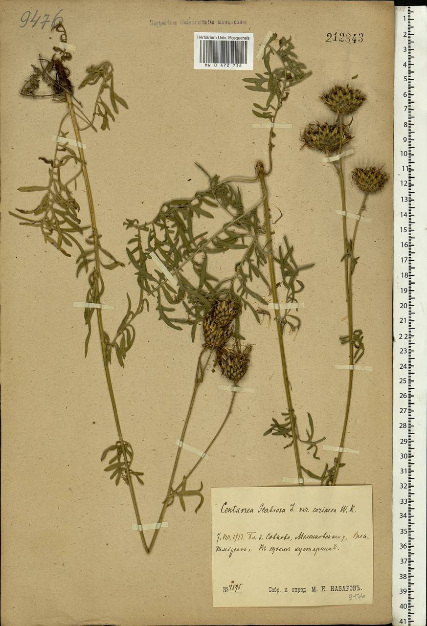 Centaurea scabiosa L., Eastern Europe, Central region (E4) (Russia)