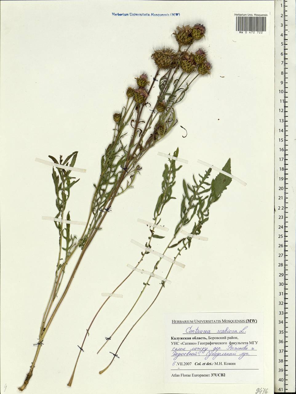 Centaurea scabiosa L., Eastern Europe, Central region (E4) (Russia)