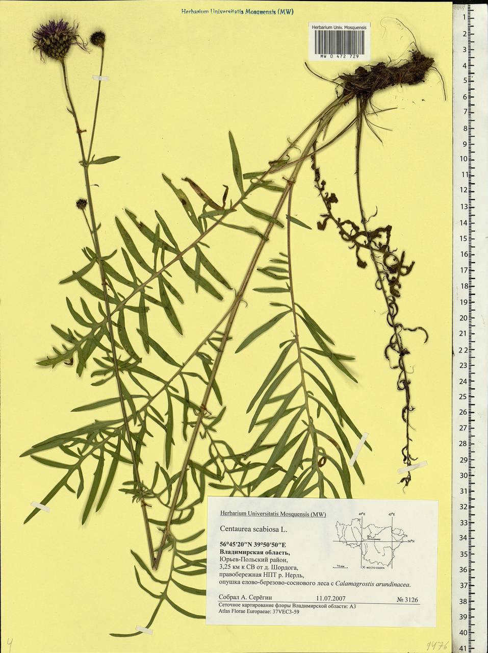 Centaurea scabiosa L., Eastern Europe, Central region (E4) (Russia)