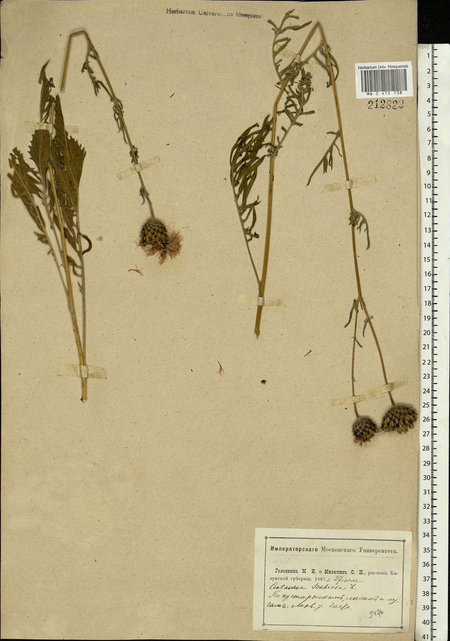 Centaurea scabiosa L., Eastern Europe, Central region (E4) (Russia)