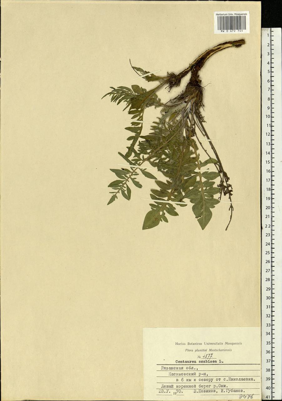 Centaurea scabiosa L., Eastern Europe, Central region (E4) (Russia)