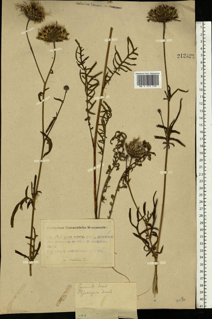 Centaurea scabiosa L., Eastern Europe, Moscow region (E4a) (Russia)