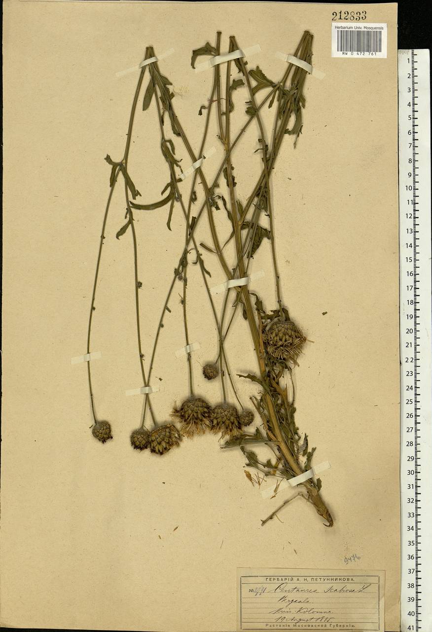 Centaurea scabiosa L., Eastern Europe, Moscow region (E4a) (Russia)