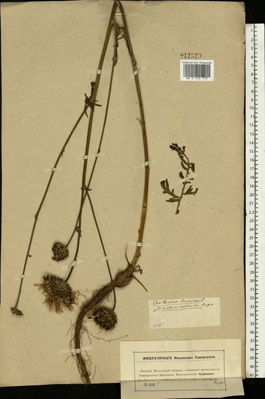 Centaurea scabiosa L., Eastern Europe, Moscow region (E4a) (Russia)