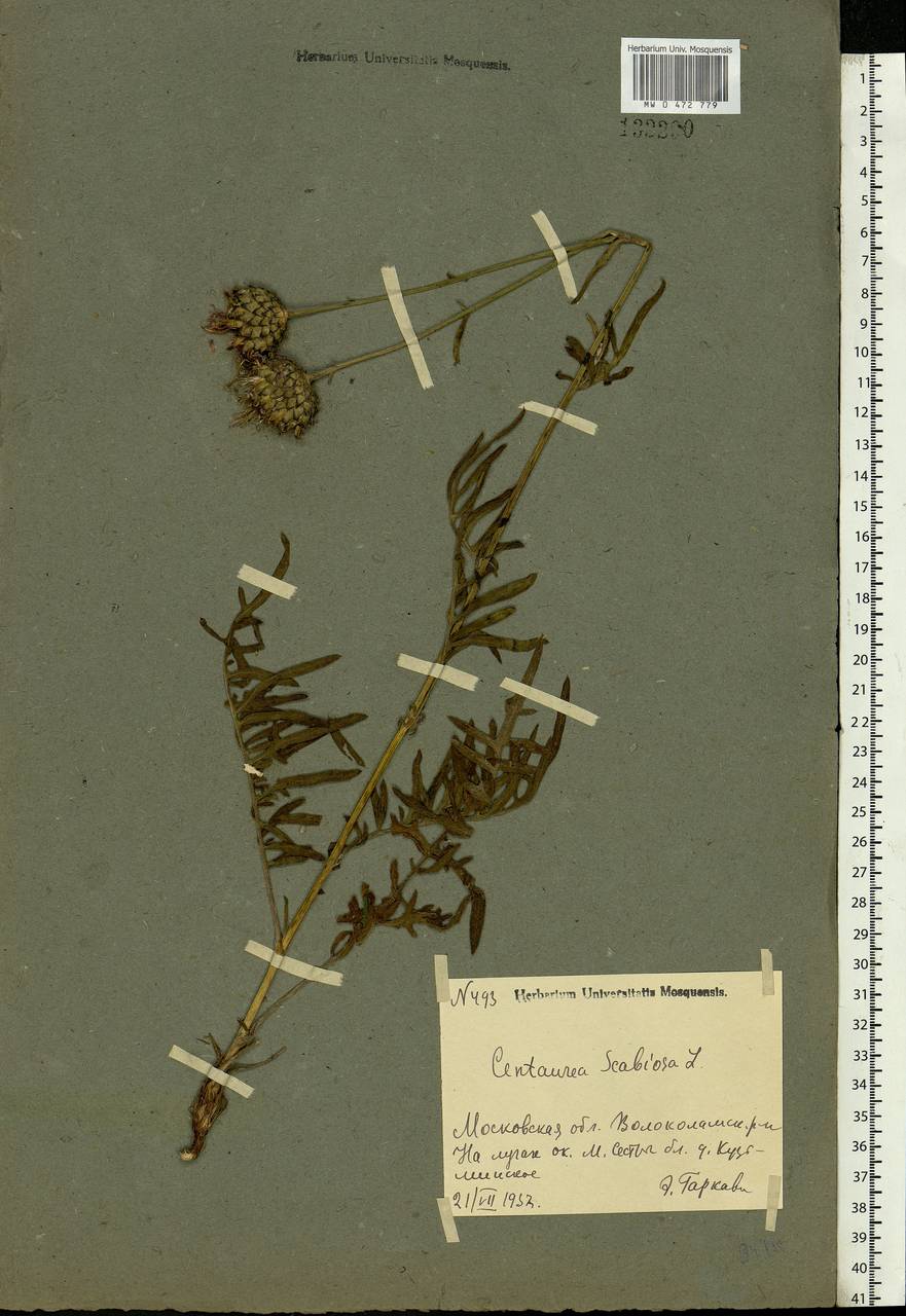 Centaurea scabiosa L., Eastern Europe, Moscow region (E4a) (Russia)