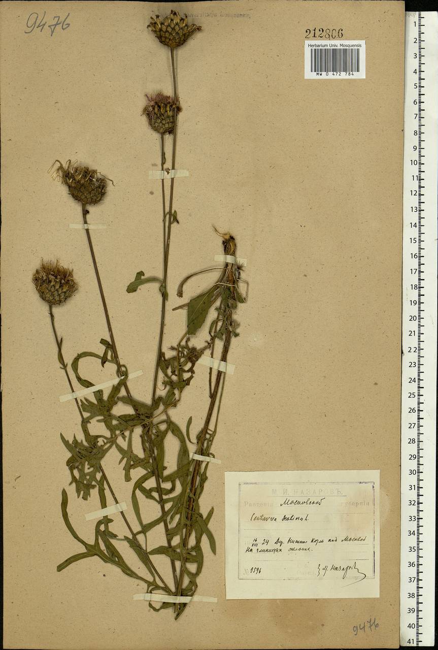 Centaurea scabiosa L., Eastern Europe, Moscow region (E4a) (Russia)