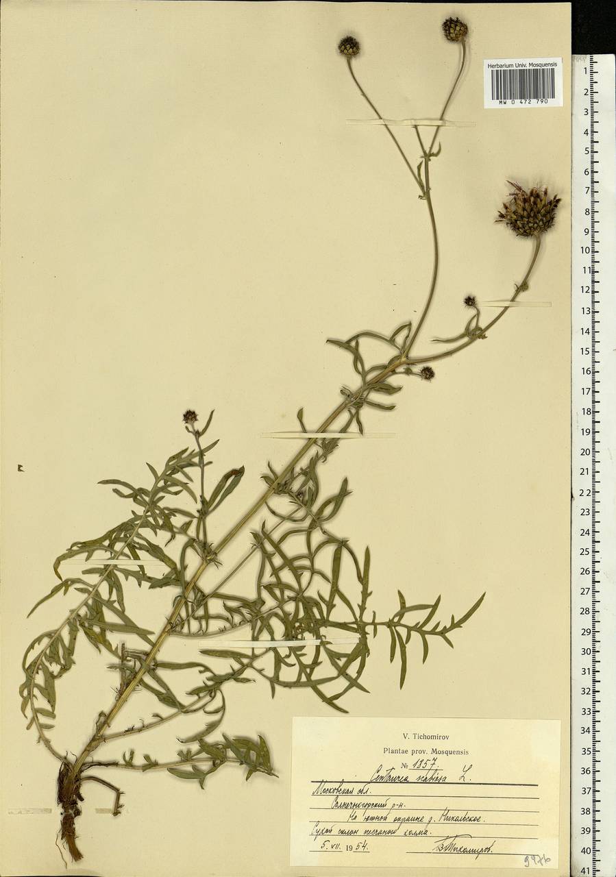 Centaurea scabiosa L., Eastern Europe, Moscow region (E4a) (Russia)