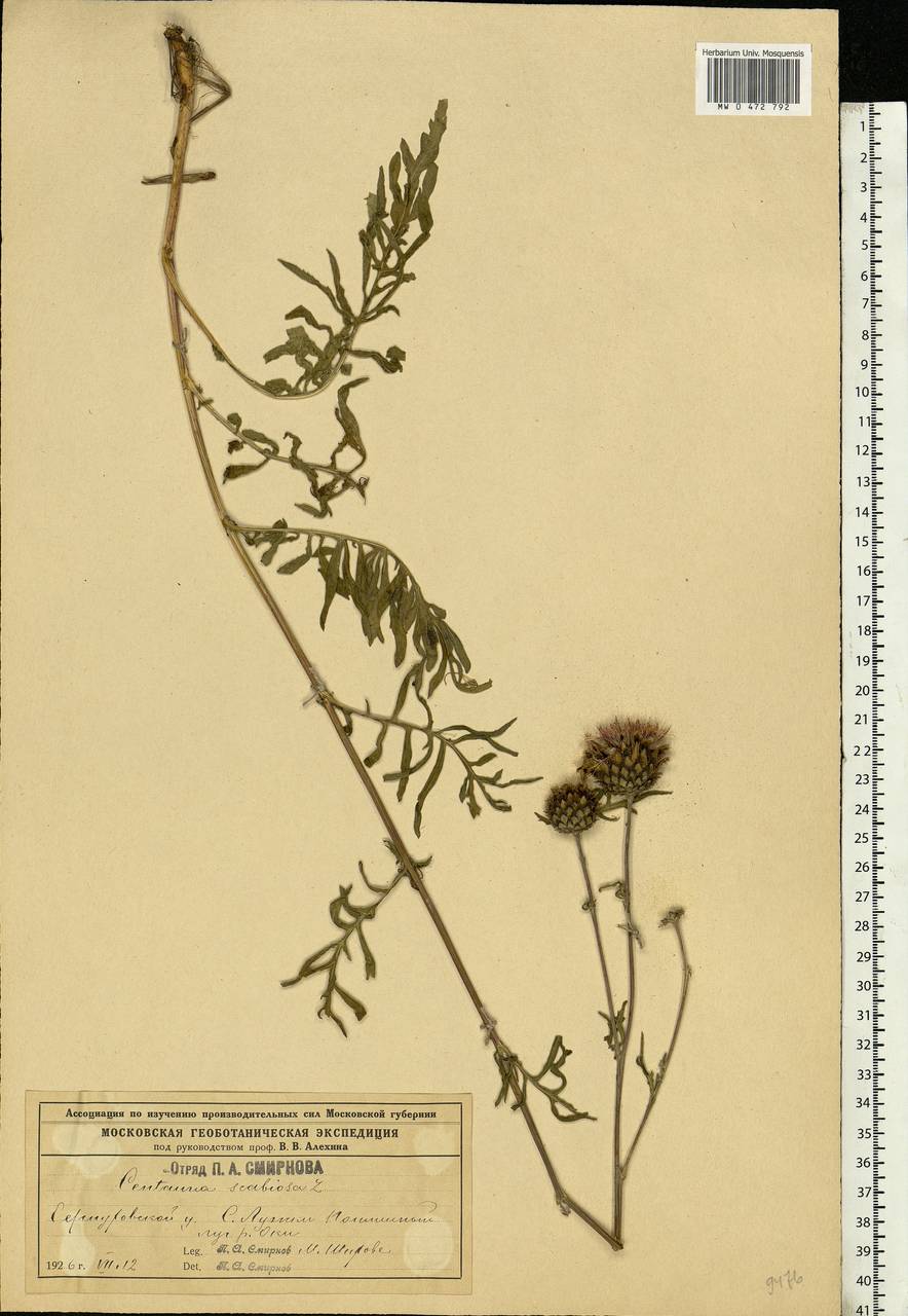 Centaurea scabiosa L., Eastern Europe, Moscow region (E4a) (Russia)