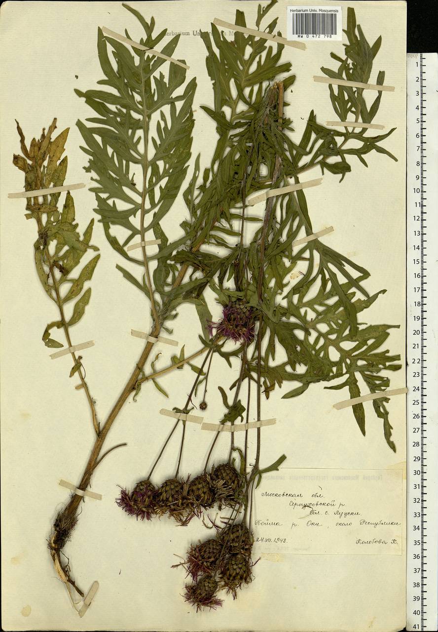 Centaurea scabiosa L., Eastern Europe, Moscow region (E4a) (Russia)