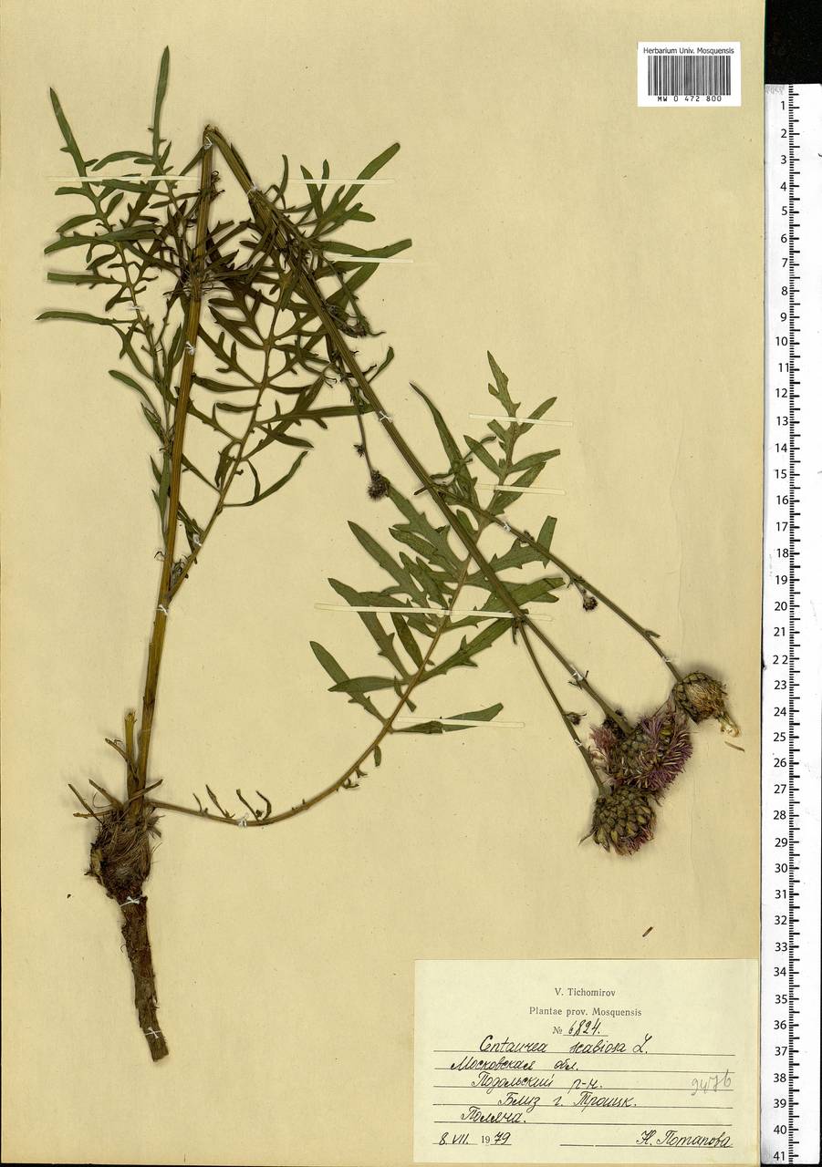 Centaurea scabiosa L., Eastern Europe, Moscow region (E4a) (Russia)