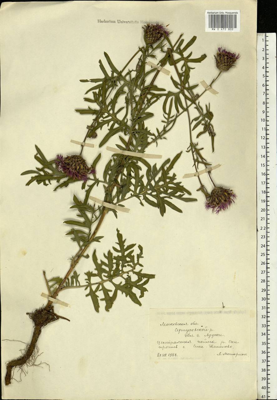 Centaurea scabiosa L., Eastern Europe, Moscow region (E4a) (Russia)