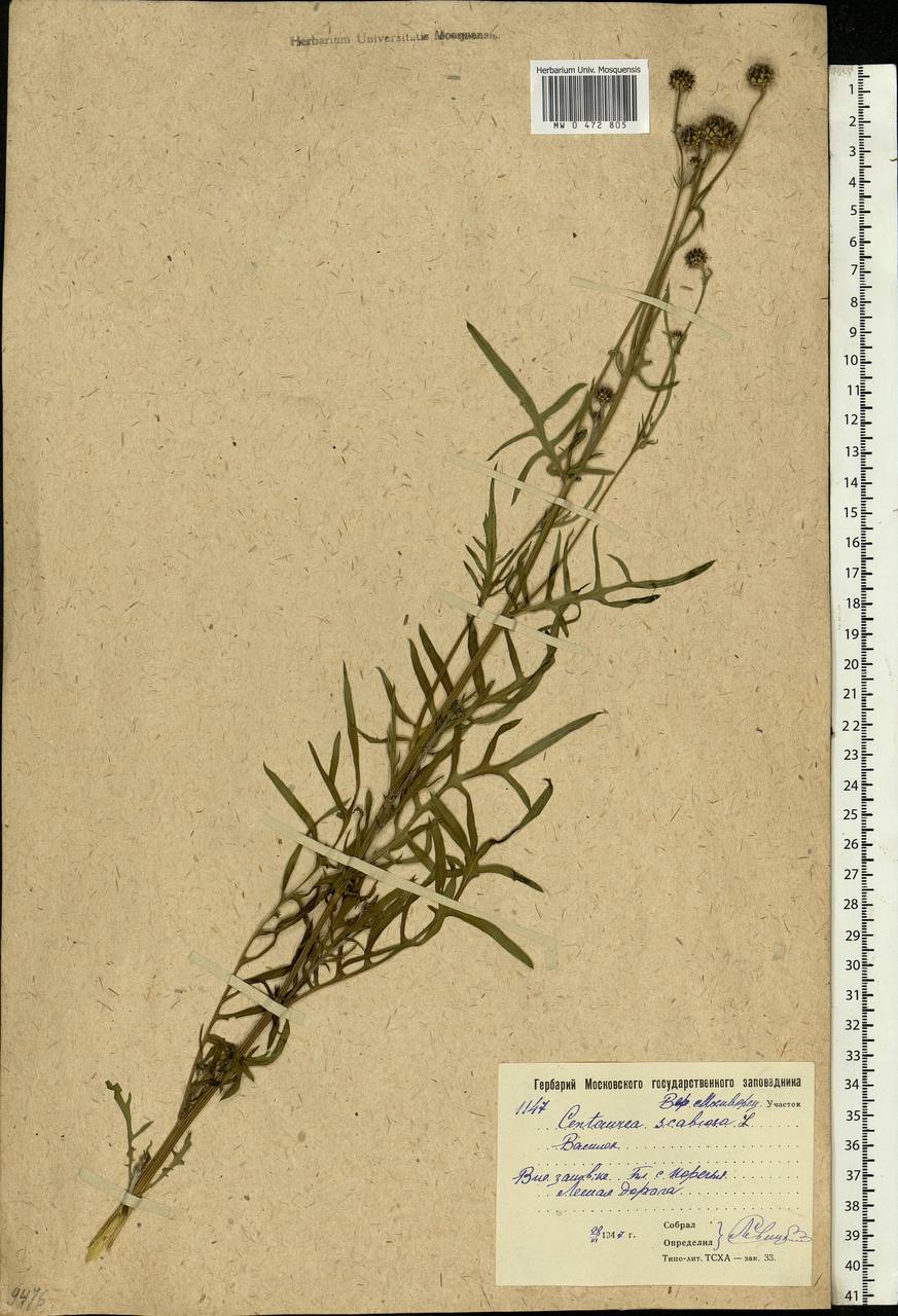 Centaurea scabiosa L., Eastern Europe, Moscow region (E4a) (Russia)