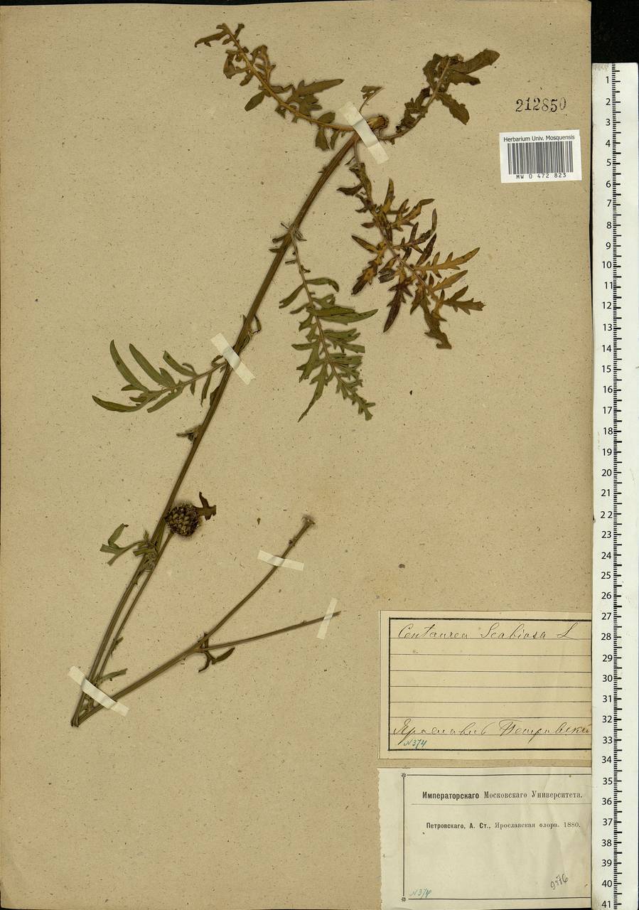 Centaurea scabiosa L., Eastern Europe, Central forest region (E5) (Russia)