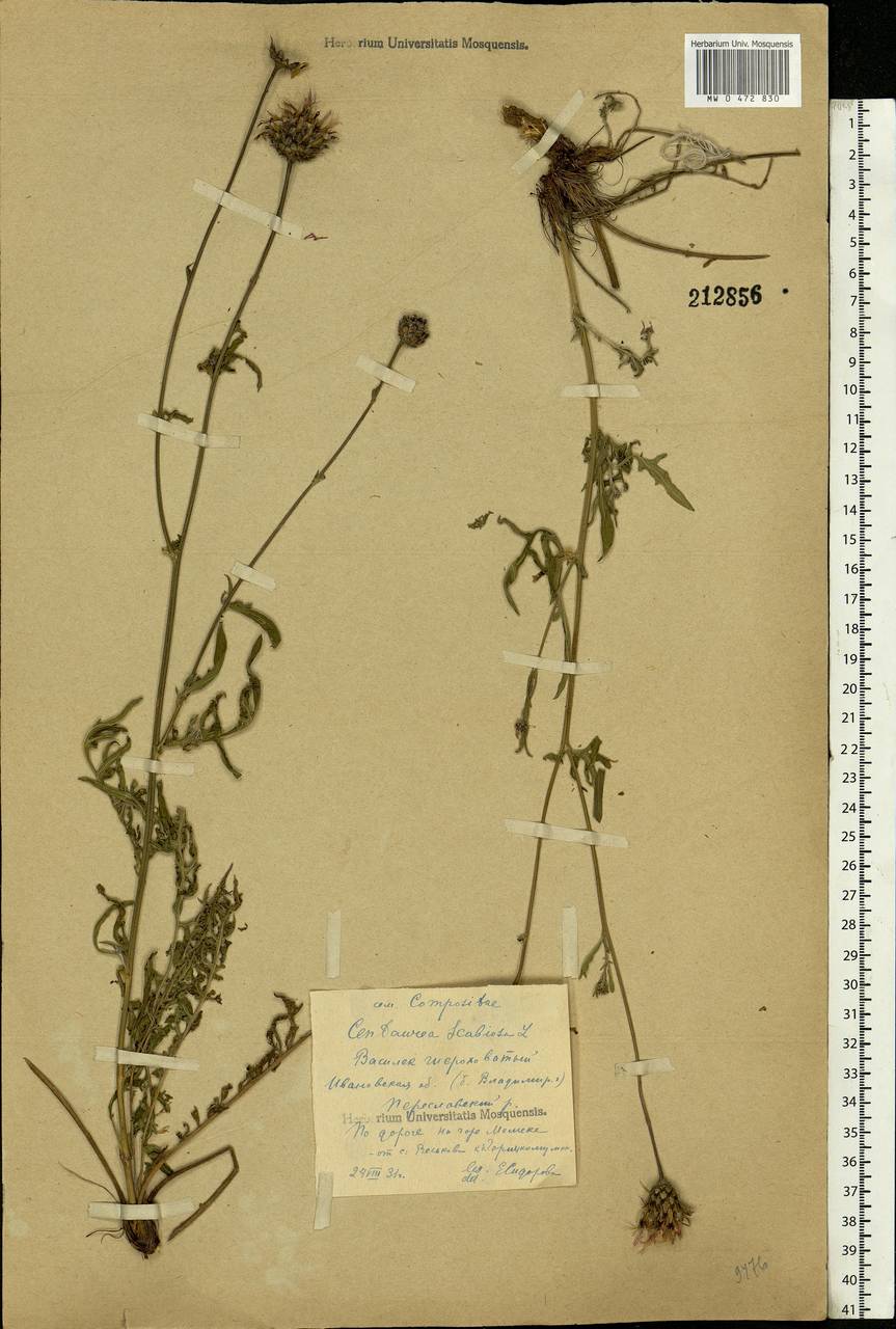 Centaurea scabiosa L., Eastern Europe, Central forest region (E5) (Russia)