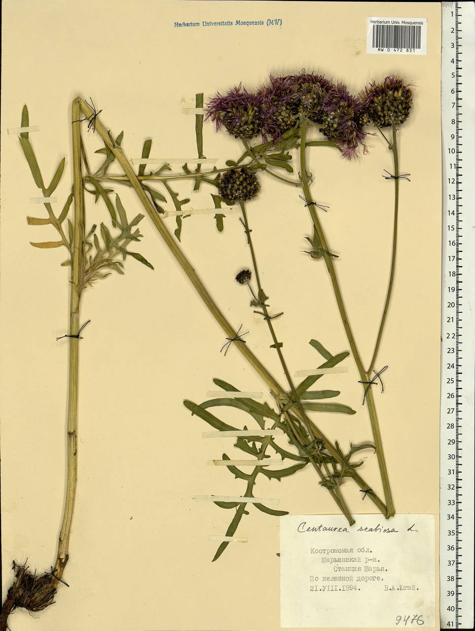 Centaurea scabiosa L., Eastern Europe, Central forest region (E5) (Russia)