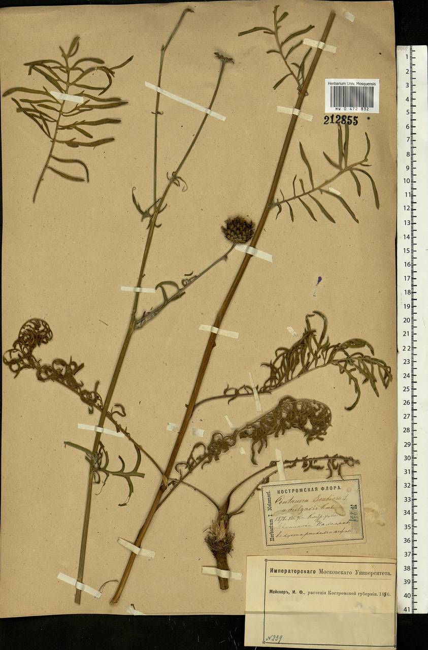 Centaurea scabiosa L., Eastern Europe, Central forest region (E5) (Russia)