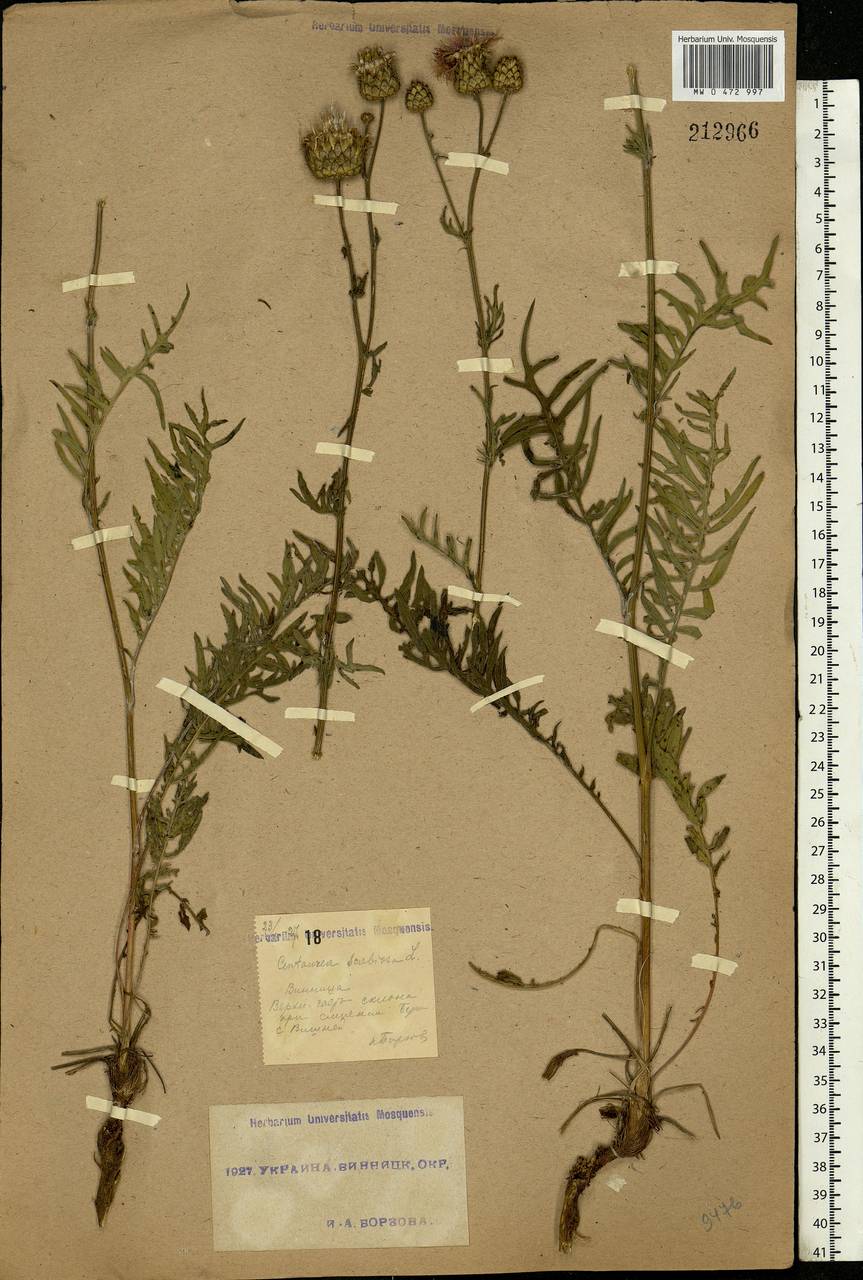 Centaurea scabiosa L., Eastern Europe, South Ukrainian region (E12) (Ukraine)