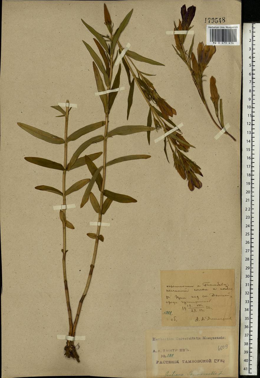 Gentiana pneumonanthe, Eastern Europe, Central forest-and-steppe region (E6) (Russia)