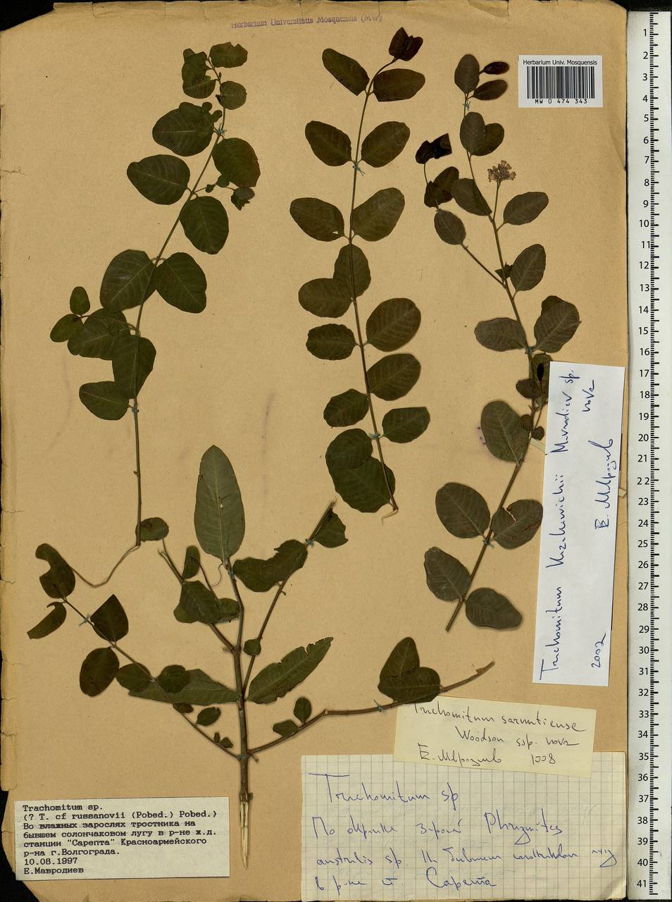 Poacynum tauricum (Pobed.) Mavrodiev, Laktionov & Yu. E. Alexeev, Eastern Europe, Lower Volga region (E9) (Russia)