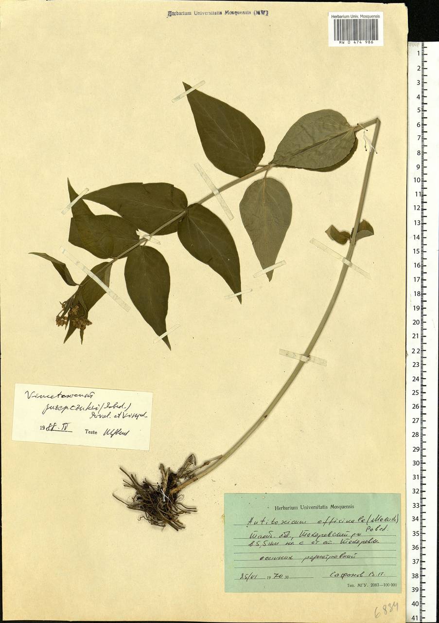 Vincetoxicum juzepczukii (Pobed.) Privalova, Eastern Europe, Central forest-and-steppe region (E6) (Russia)