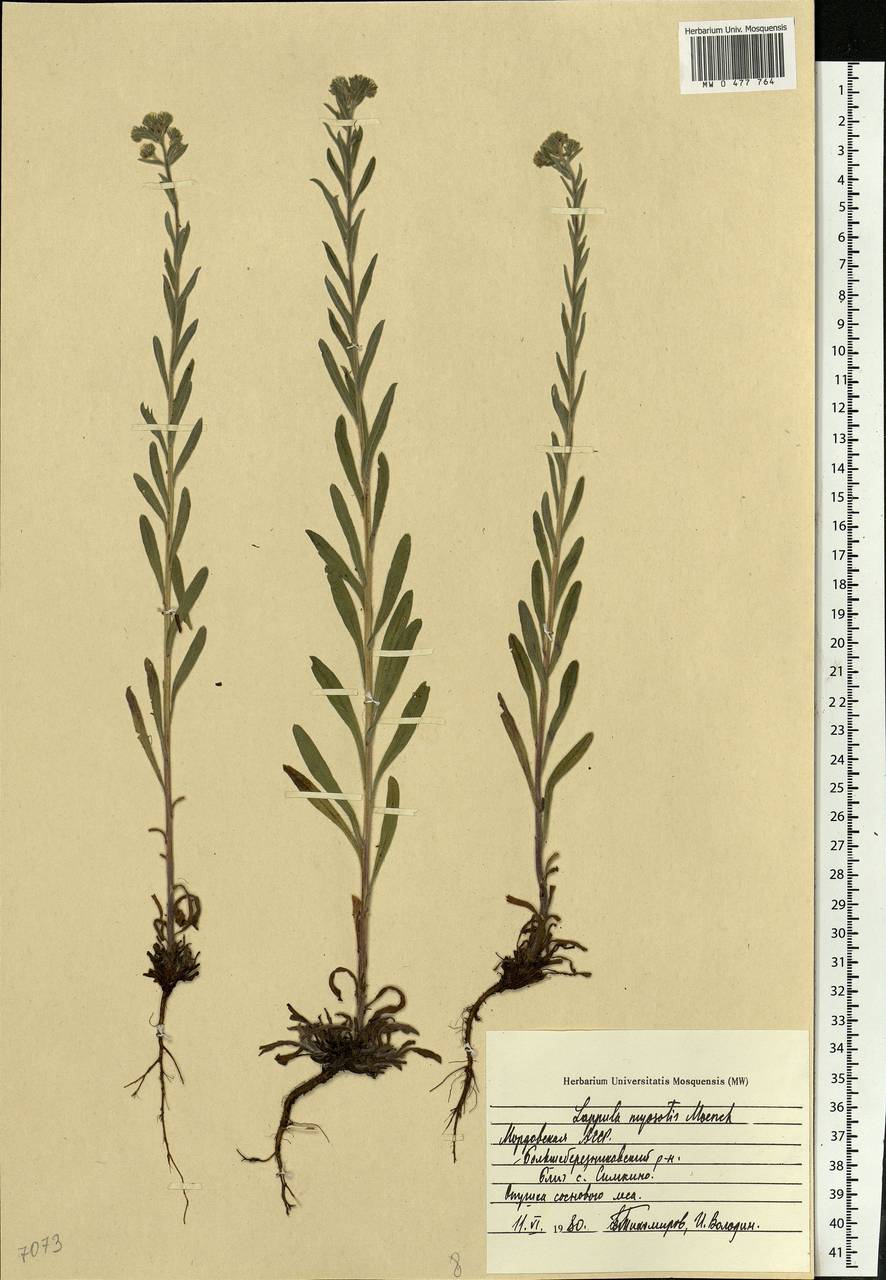 Липучка оттопыренная. Липучка растопыренная (Lappula squarrosa). Липучка ежевидная (Lappula squarrosa),. Липучка Lappula Myosotis. Lappula squarrosa (Retz.) Dumort. – Липучка оттопыренная.