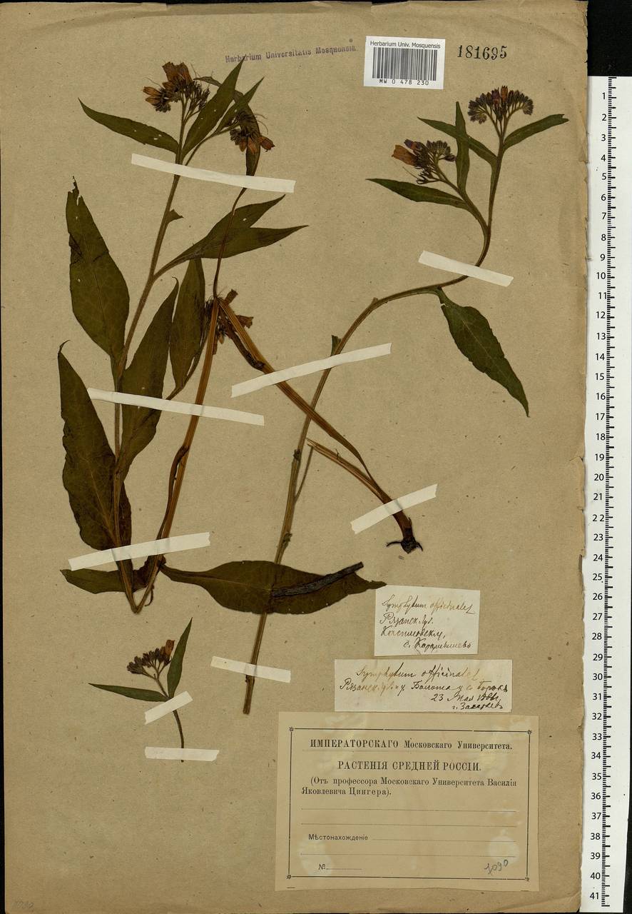 Symphytum officinale L., Eastern Europe, Central region (E4) (Russia)