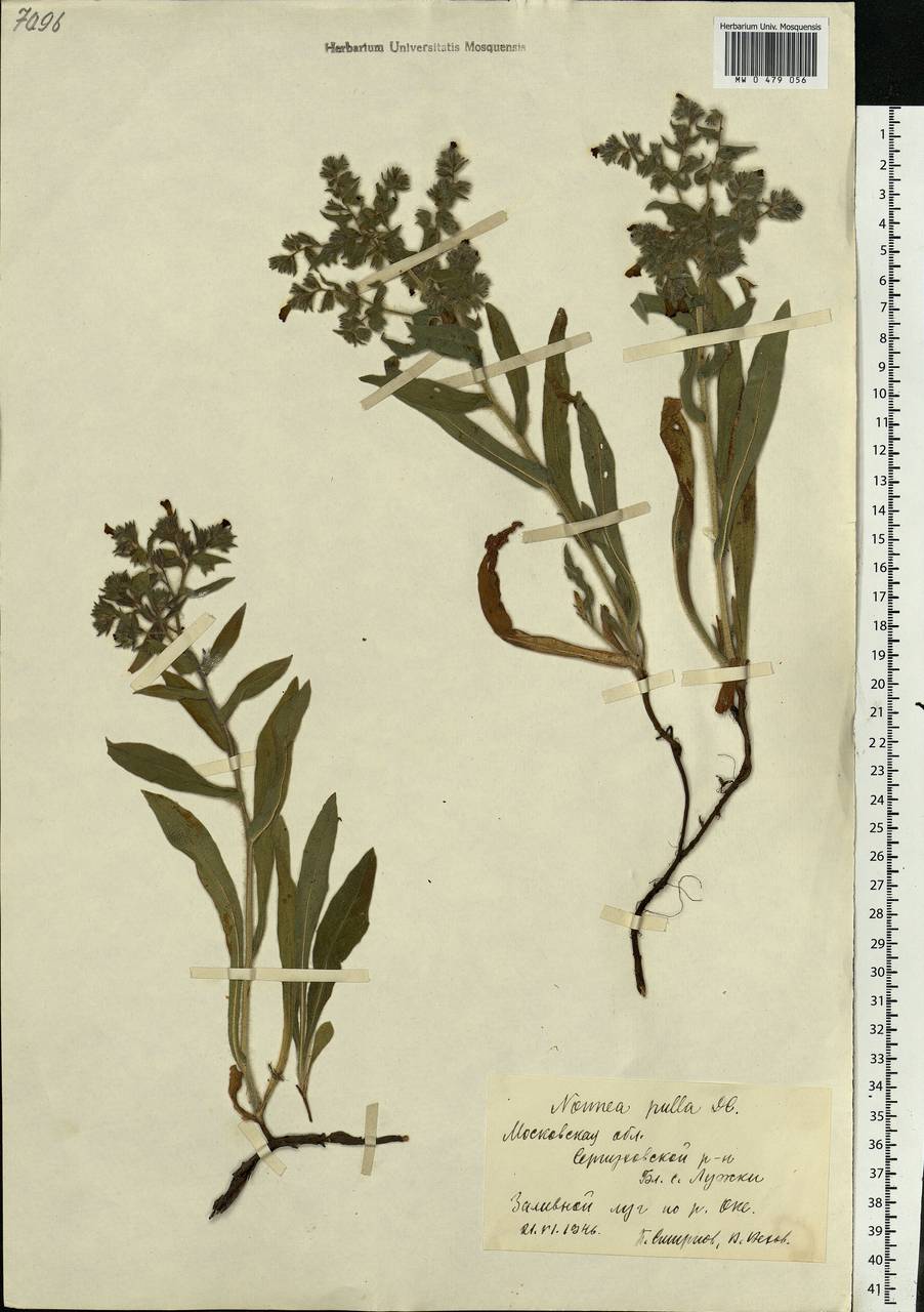 Nonea pulla (L.) DC., Eastern Europe, Moscow region (E4a) (Russia)