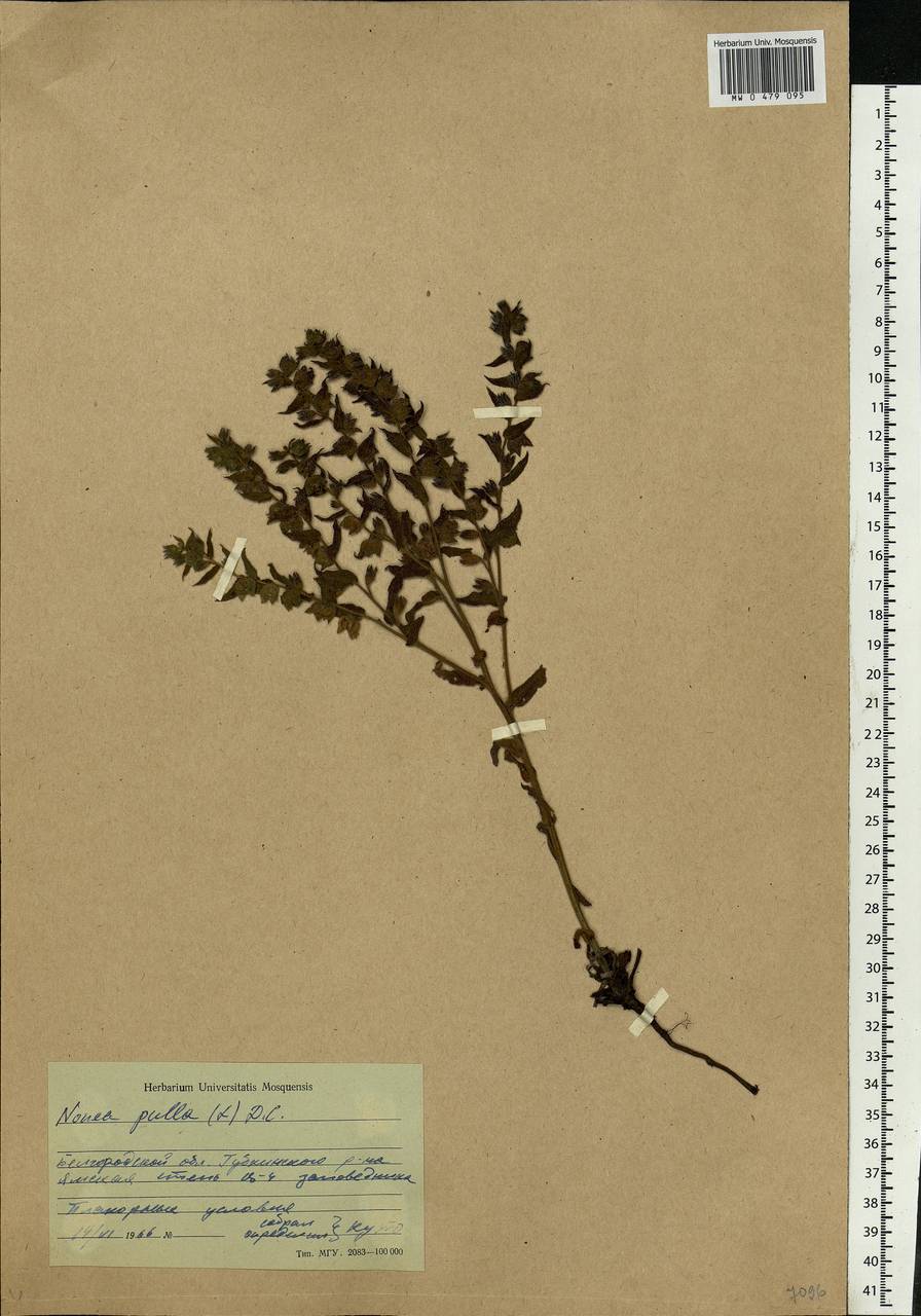 Nonea pulla (L.) DC., Eastern Europe, Central forest-and-steppe region (E6) (Russia)