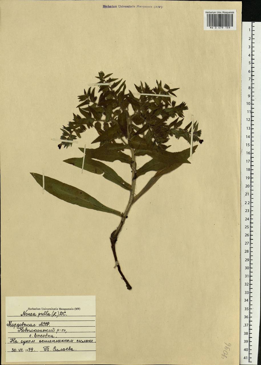 Nonea pulla (L.) DC., Eastern Europe, Middle Volga region (E8) (Russia)