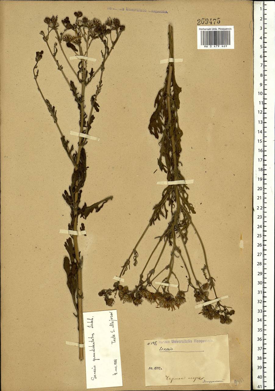 Jacobaea erucifolia subsp. grandidentata (Ledeb.) V. V. Fateryga & Fateryga, Eastern Europe, South Ukrainian region (E12) (Ukraine)