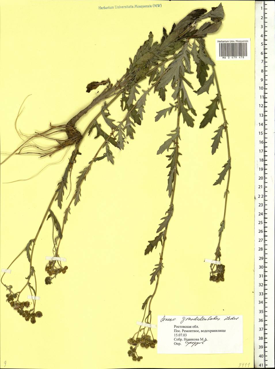 Jacobaea erucifolia subsp. grandidentata (Ledeb.) V. V. Fateryga & Fateryga, Eastern Europe, Rostov Oblast (E12a) (Russia)