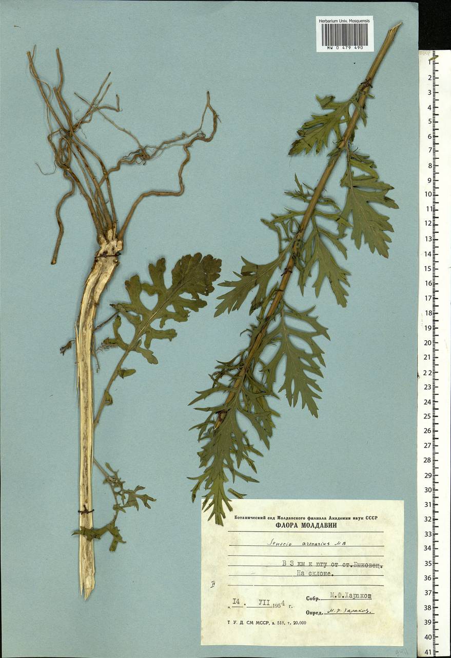 Jacobaea erucifolia subsp. grandidentata (Ledeb.) V. V. Fateryga & Fateryga, Eastern Europe, Moldova (E13a) (Moldova)