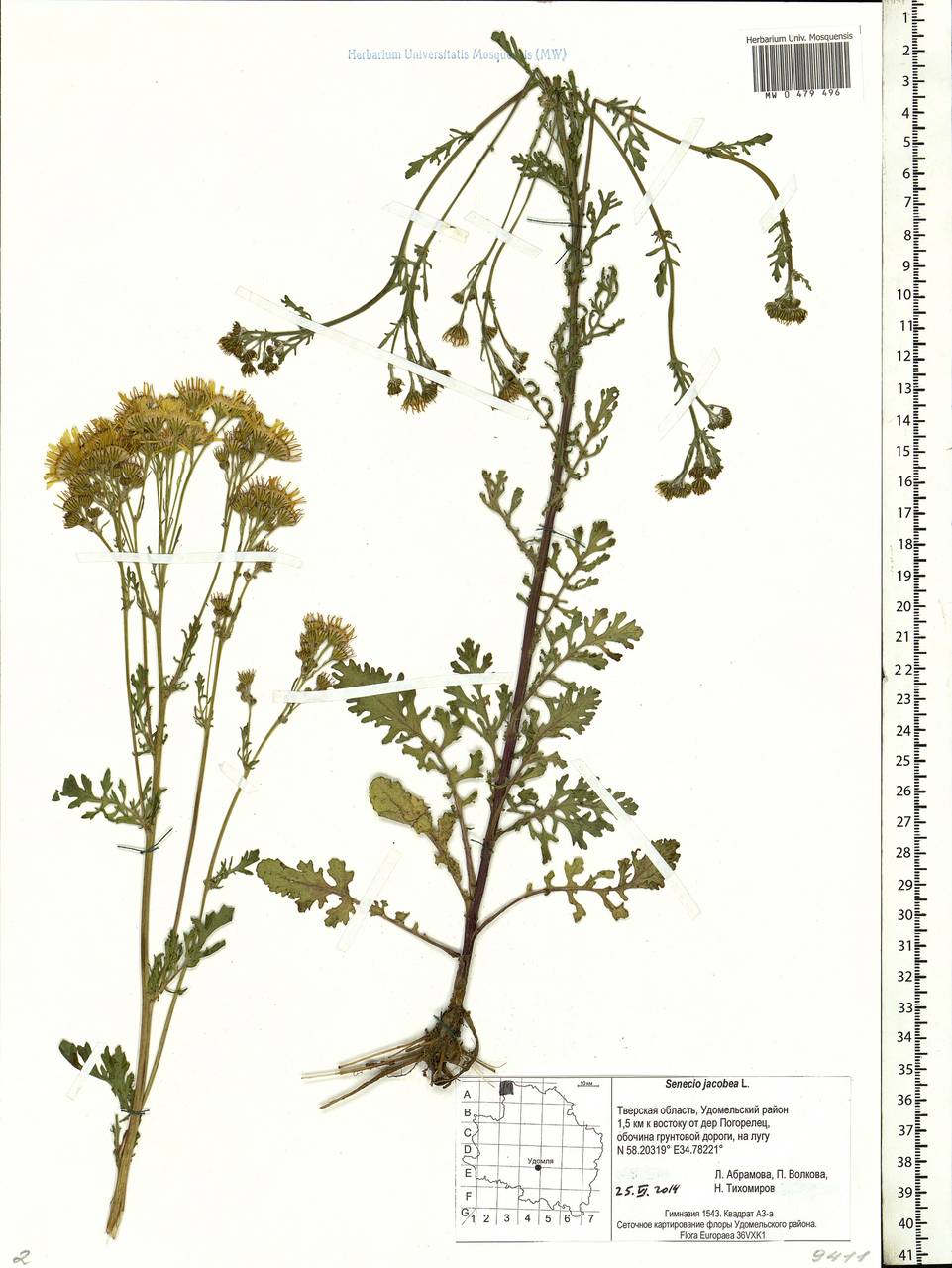 Jacobaea vulgaris subsp. vulgaris, Eastern Europe, North-Western region (E2) (Russia)