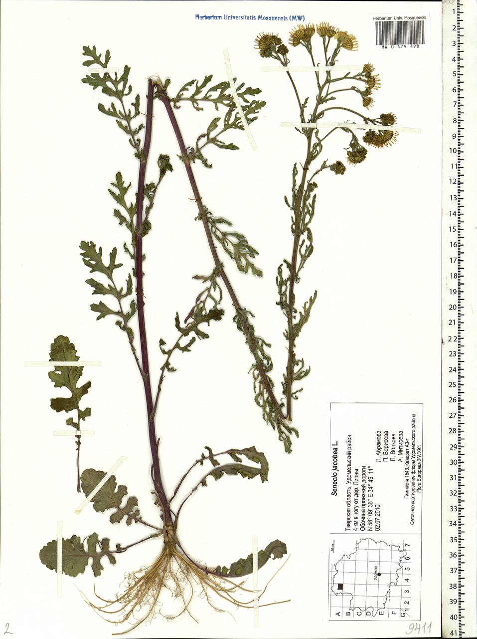 Jacobaea vulgaris subsp. vulgaris, Eastern Europe, North-Western region (E2) (Russia)