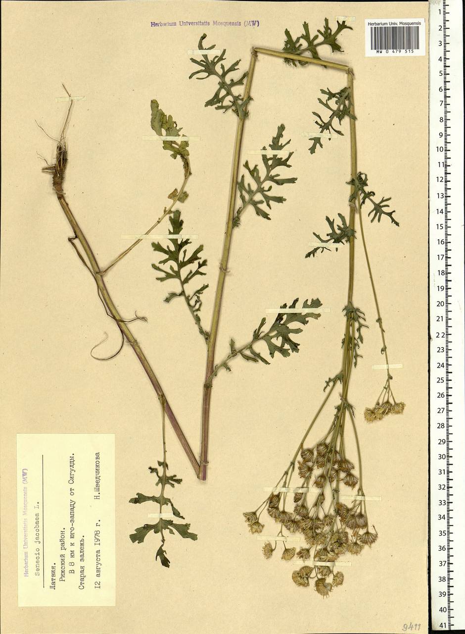 Jacobaea vulgaris subsp. vulgaris, Eastern Europe, Latvia (E2b) (Latvia)