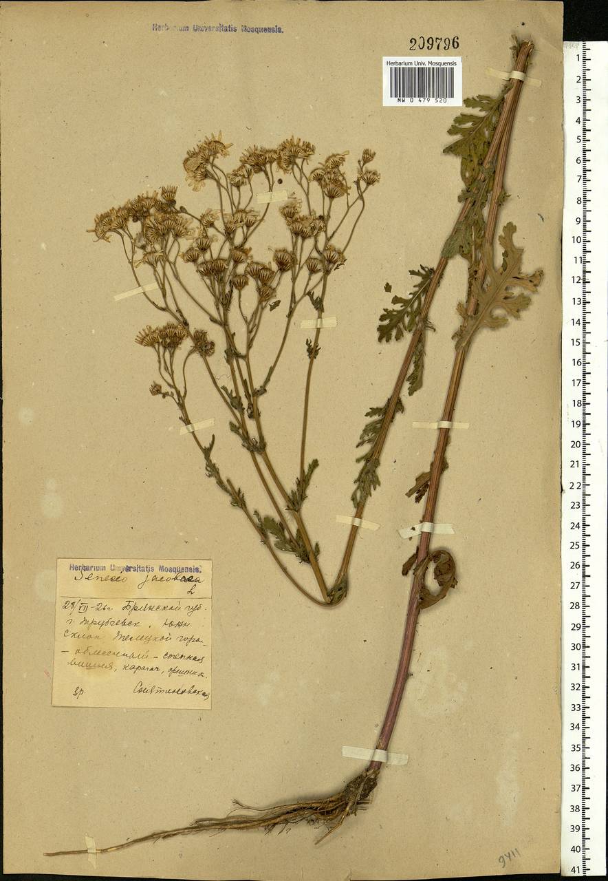 Jacobaea vulgaris subsp. vulgaris, Eastern Europe, Western region (E3) (Russia)