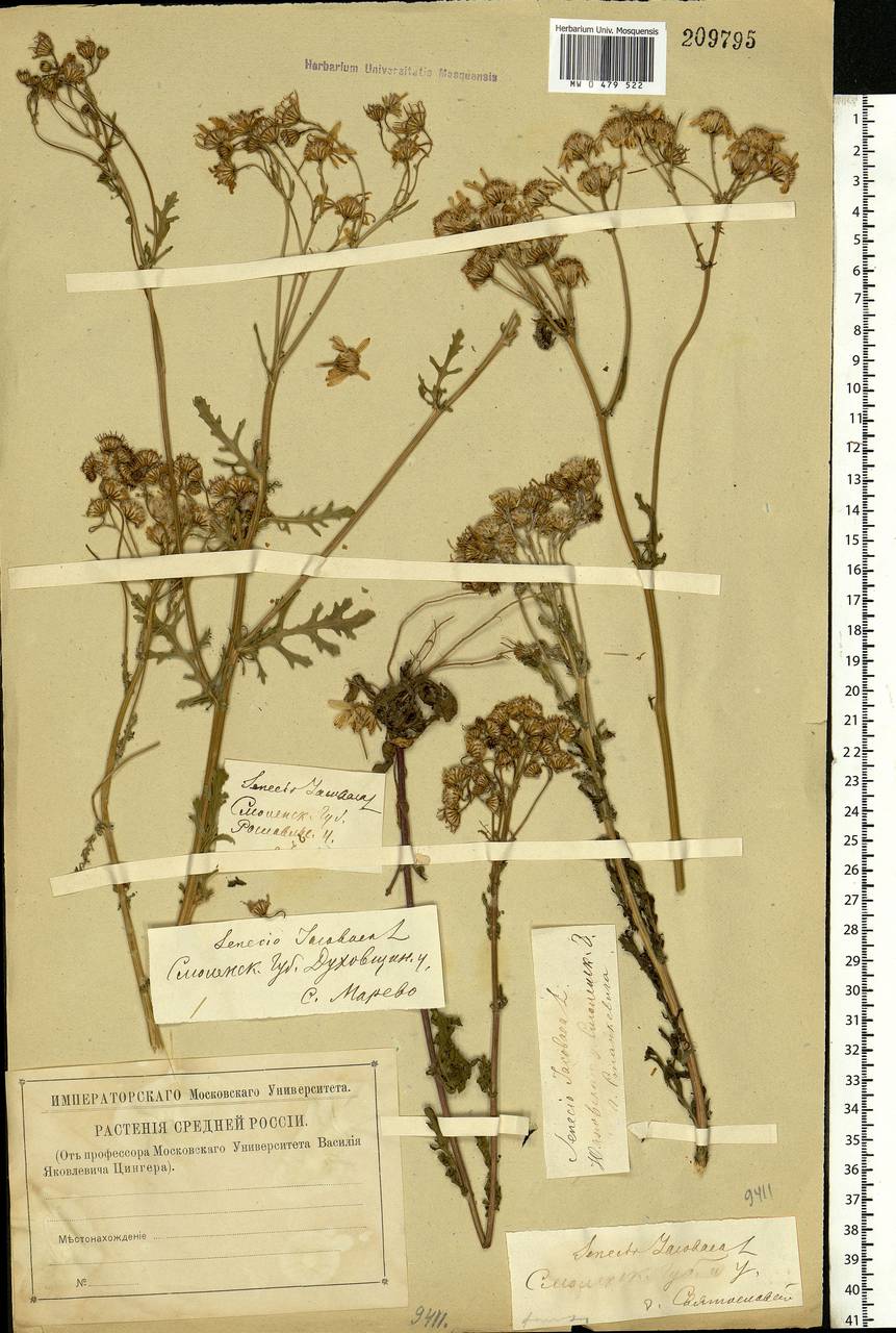 Jacobaea vulgaris subsp. vulgaris, Eastern Europe, Western region (E3) (Russia)