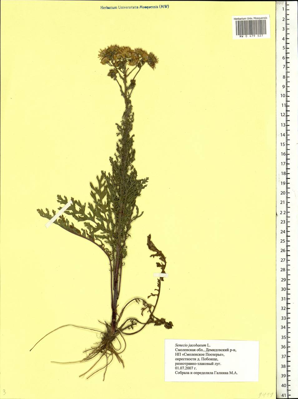 Jacobaea vulgaris subsp. vulgaris, Eastern Europe, Western region (E3) (Russia)