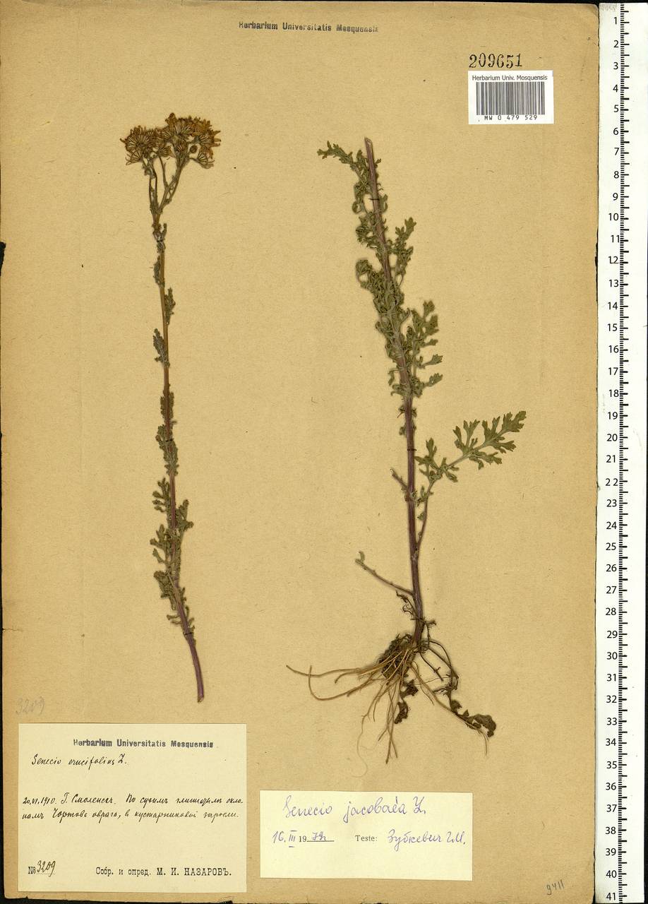 Jacobaea vulgaris subsp. vulgaris, Eastern Europe, Western region (E3) (Russia)