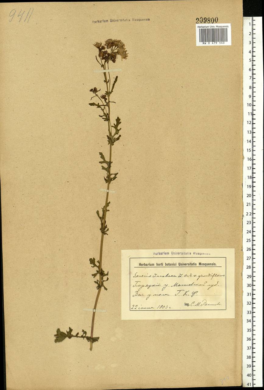 Jacobaea vulgaris subsp. vulgaris, Eastern Europe, Belarus (E3a) (Belarus)