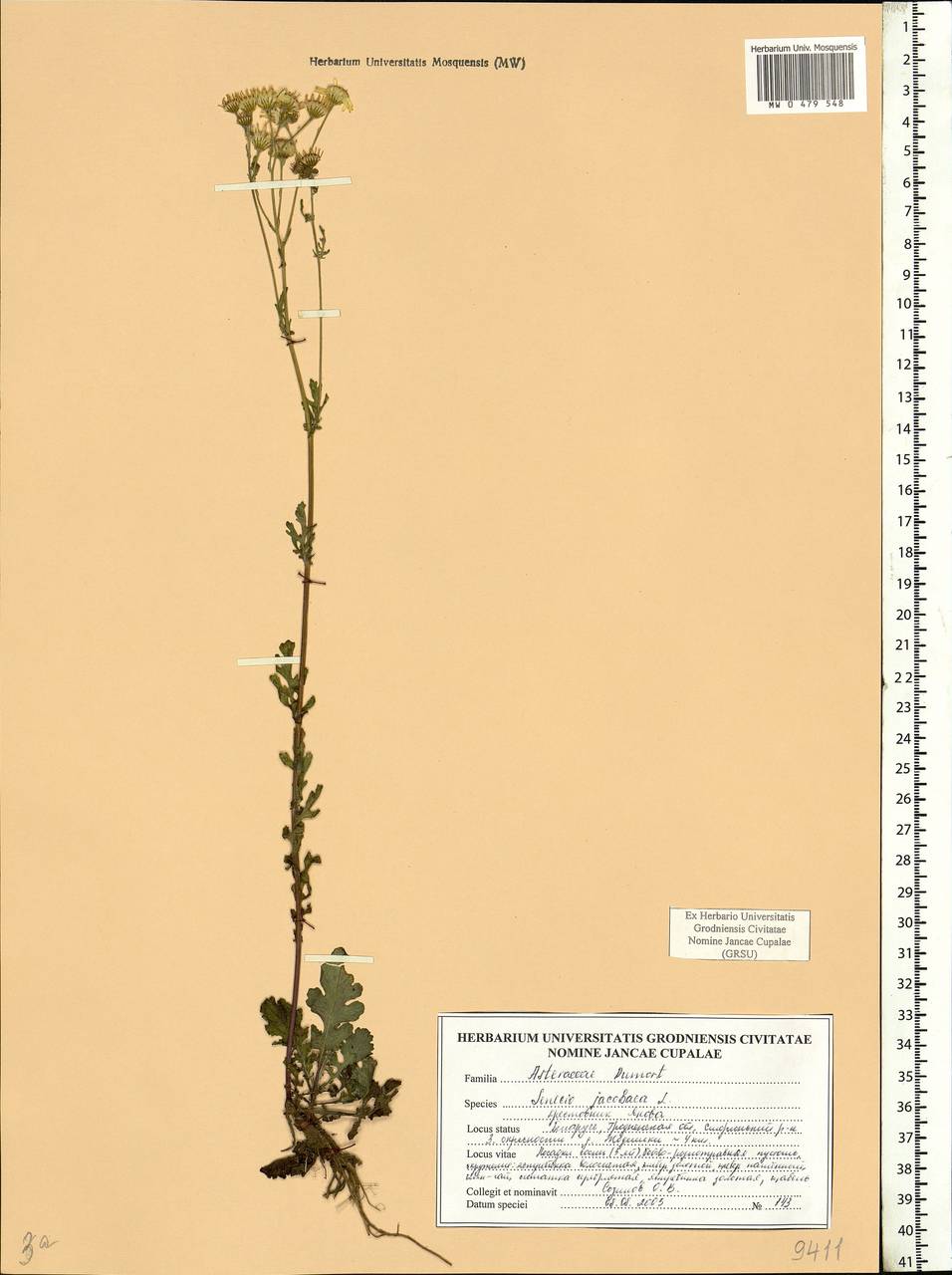 Jacobaea vulgaris subsp. vulgaris, Eastern Europe, Belarus (E3a) (Belarus)